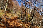 26 Bei caldi colori autunnali in faggeta